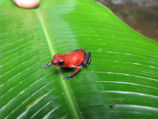 Ein Frosch und ein Finger!