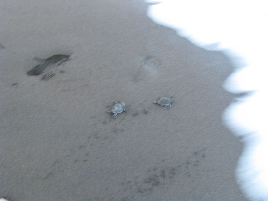 Die letzten beiden Baby Schildkröten Nachzügler wollten auch ins Meer!