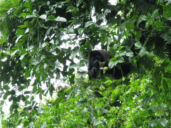Genug geschrien! Brüllaffe!