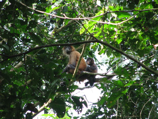So süß! Klammeraffen Mami mit Baby 