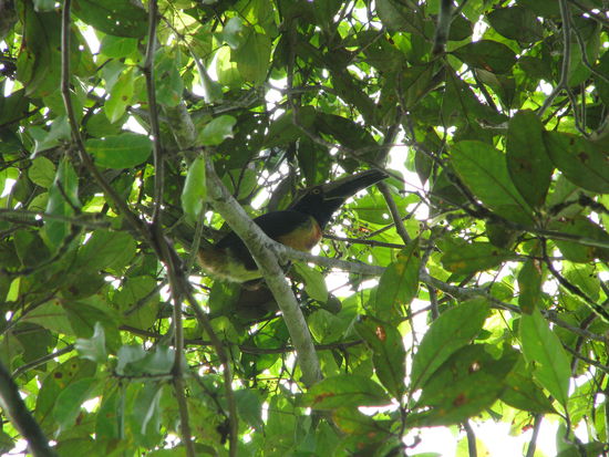 Tukan oder nicht Tukan das ist hier die Frage!