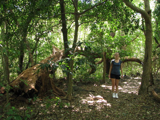 Grüner Trockenwald, der verliert im Sommer die Blätter!