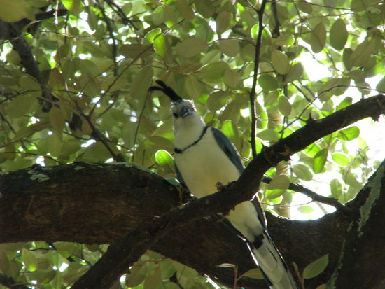 Nee meiner! Was machen die Touris hier?