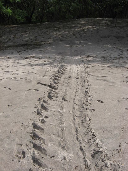 Schildkrötenspur im Sand