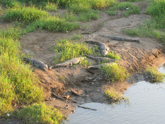 Warten auf Touristen, die in den Fluß fallen 