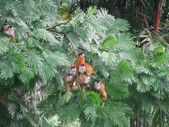 Totenkopfäffchen haben auch Hunger