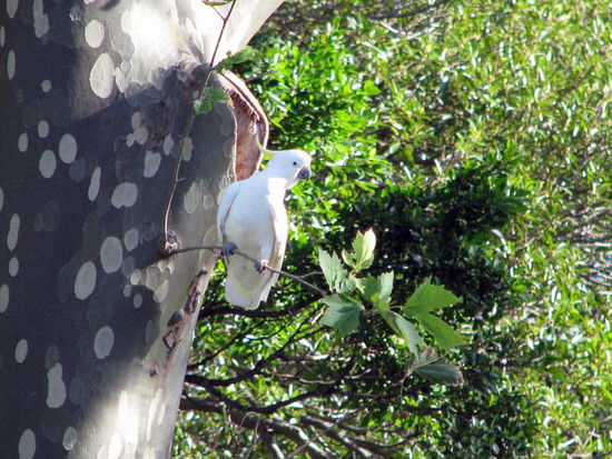 Neugierig auf die deutschen Touristen.