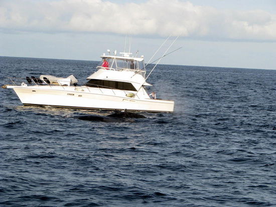 Ming- und Buckelwale haben wir auf unserer Whalewatchingtour gesehen.