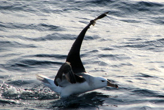 Und natürlich einen Albatross 