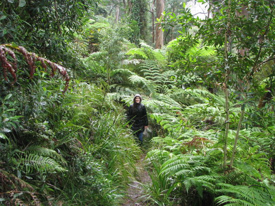 Blue Mountains sind auch bei Regen schön 
