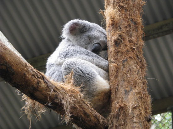 Koala beim schlafen.