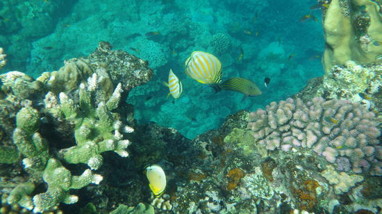 Korallen und bunte Fische