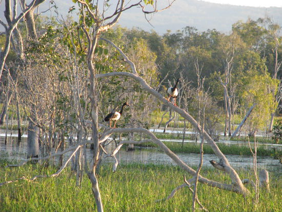 Lachende Gänse auf einem Baum