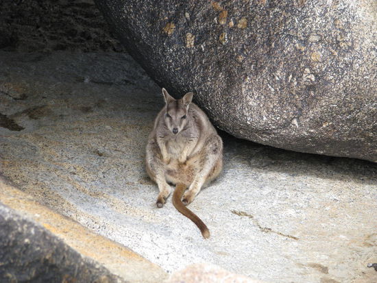 Rock Wallabies