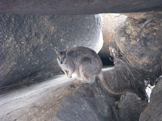 Und noch ein Hungriges