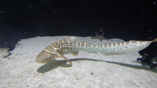 Den haben wir auch später im Meer gesehen