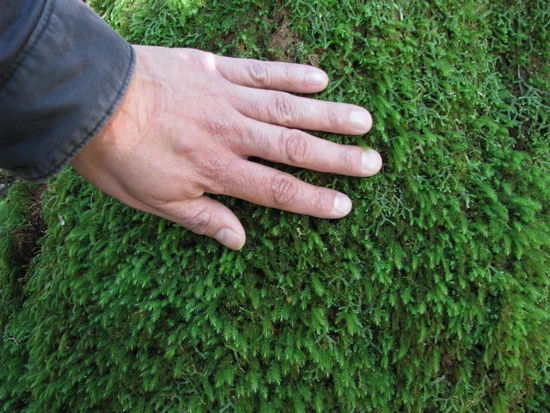 Überall mit Moos bewachsene Bäume