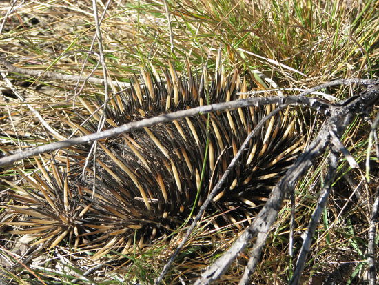 Ein Schnabeligel am Straßenrand