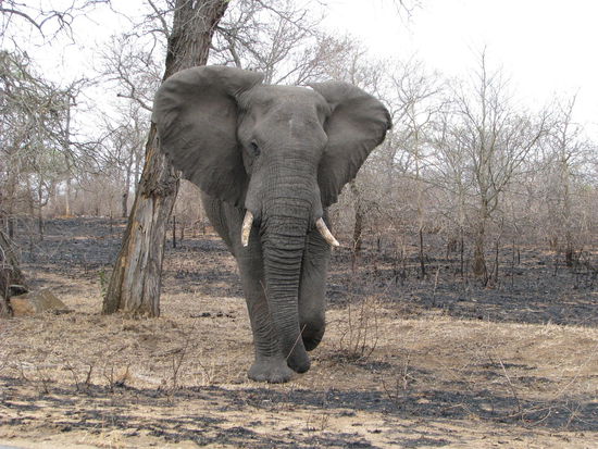 Unser erster Elefant Big One