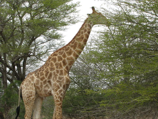 Giraffe beim Frühstück