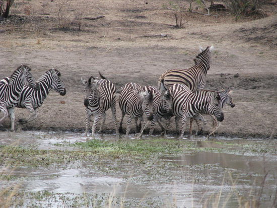 Zebra Gang an der Tränke
