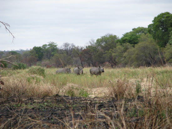 Big Three Breitmaulnashörner