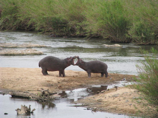 Mr Big bei der Maulgymnastik