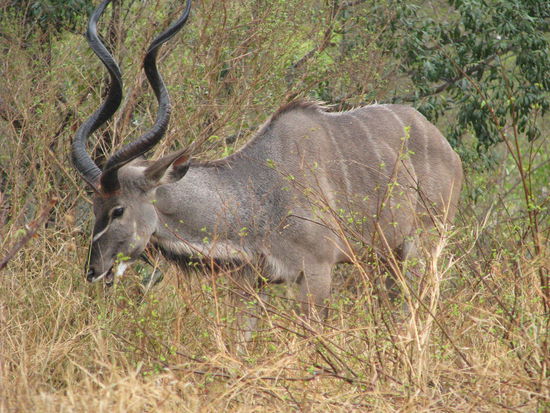 Kuduuuuuuuuuuuuuuuuuuuuuuuuuuuuu