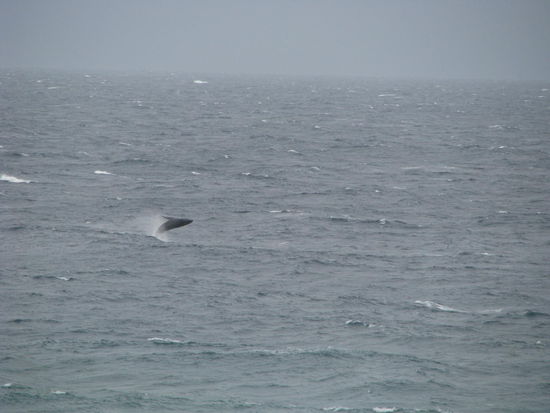 Da ist er, der Wal! Big 6