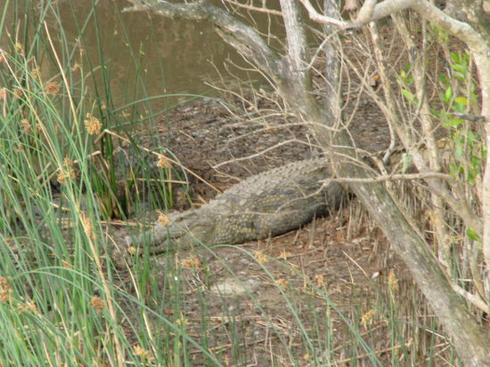 Krokodil wartet auf Baby Nilpferd
