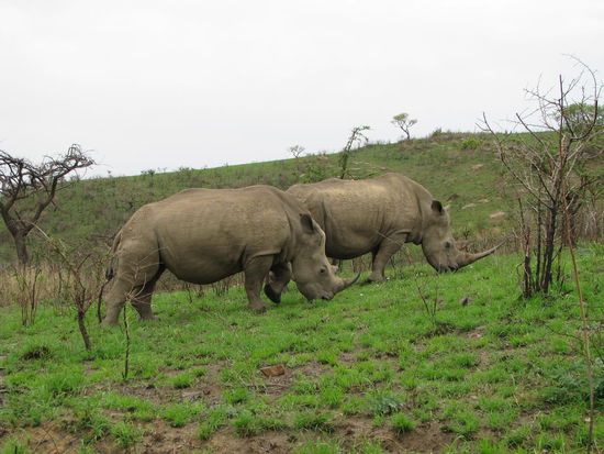 Das ist ein anmutiger Anblick 
