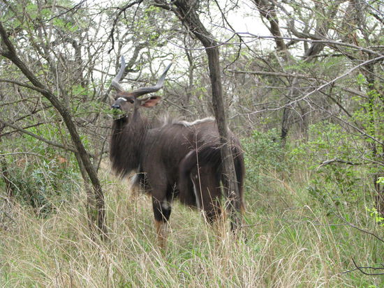 Nyala Antilope
