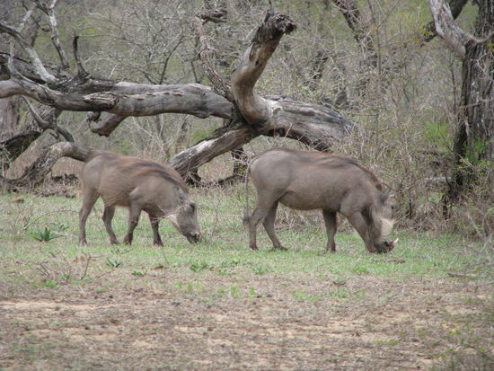 Die Warzenscheine besuchten uns im Camp