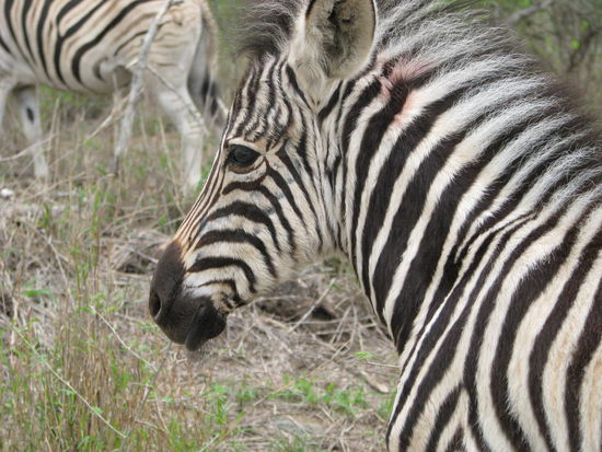 Ein kleines Zebra