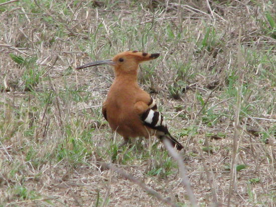 Die Vögel wollten Hochzeitfeiern ... Der Wiedehopf, der Wiedehopf der hat einen großen Kropf 