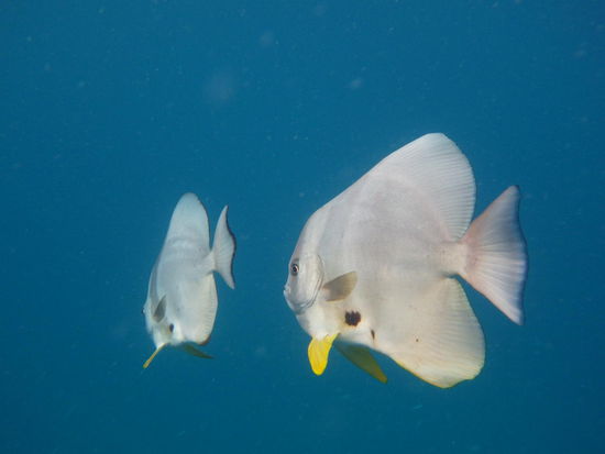 Fledermausfische jagten Steffi 