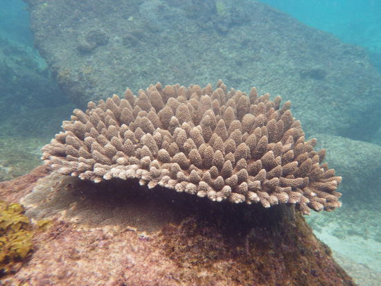 Korallen sind auch wieder da 