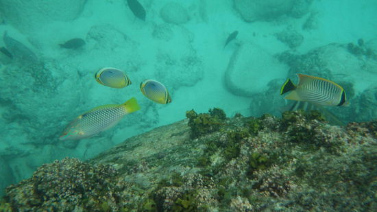 Tolle Unterwasserwelt