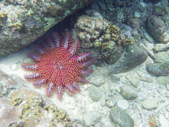 Wunderschöner Seestern