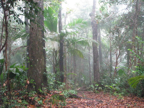 Nach dem Regen im Nebelwald