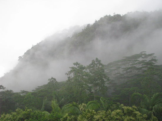Eindrucksvoll der Regenwald im Nebel