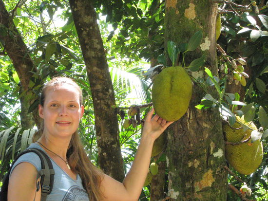 Jackfrucht, aber noch unreif