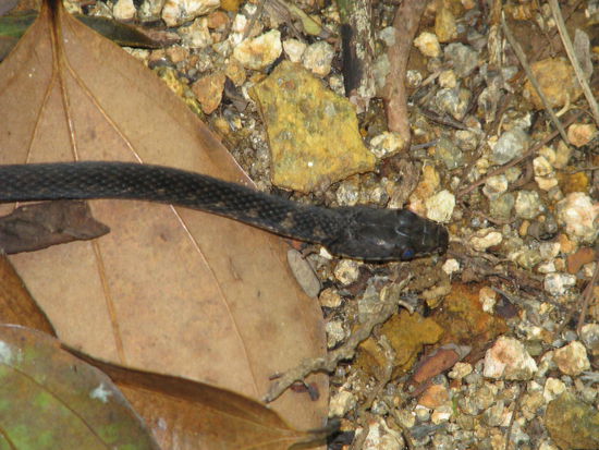 Eine ungiftige Wolfsschlange hat uns auch begleitet