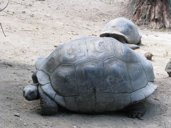 Aldabra Riesenschildkröte
