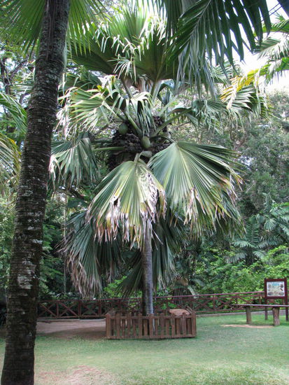 Coco de Mer Palme auf Mahe