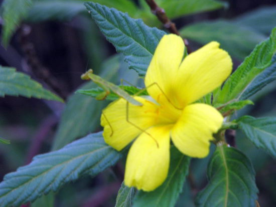 Seychellen Gottesanbeterin