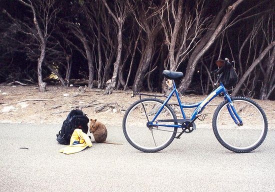 Überfall der Quokkers auf Rottnest Island! Keine Ratten! 
