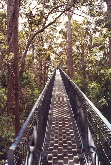 Über den Bäumen muß die Freiheit wohl grenzenlos sein...