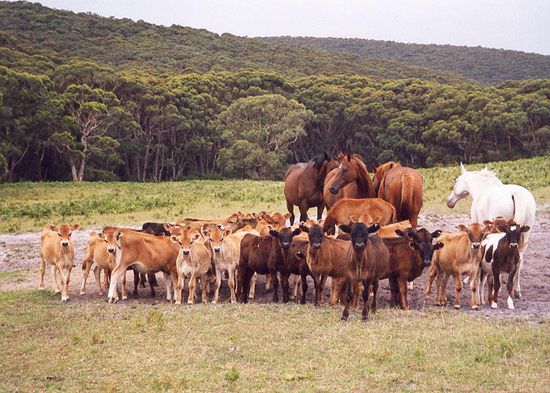 Große Pferde! Kleine Kühe?