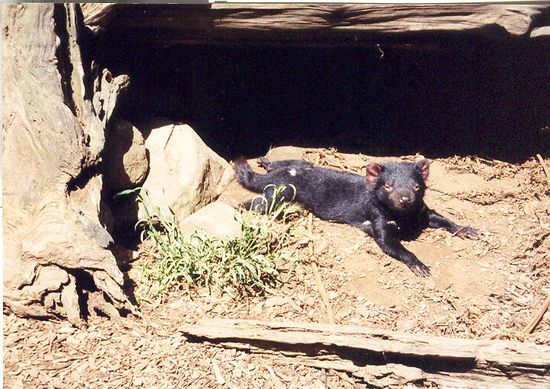 Fauler Teufel- Tasmanischer Teufel